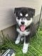 Pomsky Puppies for sale in Chicago, IL, USA. price: $800