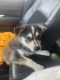 Pomsky Puppies for sale in Tiffin, OH 44883, USA. price: NA