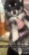 Pomsky Puppies for sale in Cumberland, RI 02864, USA. price: $1,600
