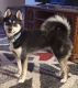 Pomsky Puppies for sale in Listonburg, PA 15424, USA. price: $300