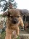 Pomsky Puppies for sale in Coarsegold, CA 93614, USA. price: NA
