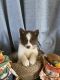 Pomsky Puppies for sale in Gaffney, SC, USA. price: NA