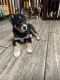 Pomsky Puppies for sale in Brooklyn, CT 06234, USA. price: $1,000