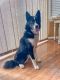 Pomsky Puppies for sale in White Lake Charter Township, MI, USA. price: NA