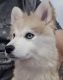 Pomsky Puppies for sale in 9803 Creekfront Rd, Jacksonville, FL 32256, USA. price: NA
