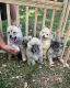 Pomsky Puppies for sale in Loveland, CO, USA. price: $2,000