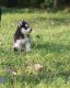 Pomsky Puppies for sale in New York, NY, USA. price: $400