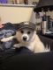 Pomsky Puppies for sale in Monterey, TN 38574, USA. price: $400