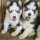 Pomsky Puppies for sale in Tennessee City, TN 37055, USA. price: NA