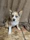 Pomsky Puppies for sale in Finlayson, MN 55735, USA. price: NA