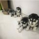 Pomsky Puppies for sale in NJ-27, Edison, NJ, USA. price: NA
