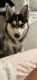 Pomsky Puppies for sale in Heath, OH, USA. price: NA