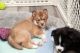 Pomsky Puppies for sale in Sheldon, VT 05455, USA. price: $2,800