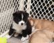 Pomsky Puppies for sale in Sheldon, VT 05455, USA. price: $2,500