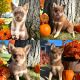 Pomsky Puppies for sale in Kettering, OH, USA. price: NA
