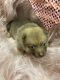 Pomsky Puppies for sale in Inverness, FL, USA. price: $1,500