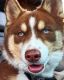Pomsky Puppies for sale in Jersey City, NJ, USA. price: NA