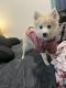 Pomsky Puppies for sale in Loveland, CO 80538, USA. price: NA
