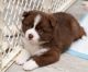 Pomsky Puppies for sale in Fairfield, VT, USA. price: $3,000