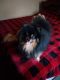 Pomsky Puppies for sale in Warrensburg, IL, USA. price: $1,200