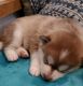Pomsky Puppies for sale in Gloucester, VA 23061, USA. price: NA