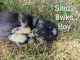 Pomsky Puppies for sale in Spring Hill, FL, USA. price: $2,500