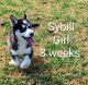 Pomsky Puppies for sale in Spring Hill, FL, USA. price: $1,500