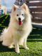 Pomsky Puppies for sale in Rocklin, CA, USA. price: $1,000