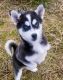 Pomsky Puppies for sale in Renton, WA, USA. price: $2,750