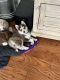 Pomsky Puppies for sale in Winder, GA 30680, USA. price: $2,000