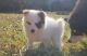 Pomsky Puppies for sale in Williamson, GA 30292, USA. price: $1,500