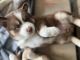 Pomsky Puppies for sale in Houston, TX, USA. price: NA