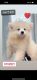 Pomsky Puppies for sale in Miami, FL, USA. price: $1,700