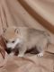 Pomsky Puppies for sale in Green City, MO 63545, USA. price: NA