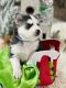 Pomsky Puppies for sale in Dublin, OH 43016, USA. price: $500