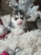 Pomsky Puppies for sale in Dublin, OH 43016, USA. price: NA