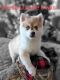 Pomsky Puppies for sale in Spring Hill, FL, USA. price: $2,000