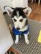 Pomsky Puppies for sale in East Elmhurst, NY 11369, USA. price: NA