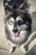 Pomsky Puppies for sale in Los Angeles, CA, USA. price: NA