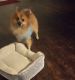 Pomsky Puppies for sale in Houston, TX 77089, USA. price: NA