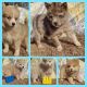 Pomsky Puppies for sale in Stillwater, OK, USA. price: $800
