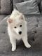 Pomsky Puppies for sale in Burbank, CA, USA. price: $1,200