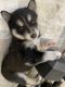 Pomsky Puppies for sale in Syracuse, UT 84075, USA. price: $1,800