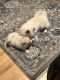 Pomsky Puppies for sale in Shrewsbury, MA, USA. price: $1,000