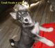 Pomsky Puppies for sale in Bandon, OR 97411, USA. price: $850