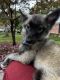 Pomsky Puppies for sale in Woodbridge, VA 22191, USA. price: NA