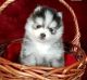 Pomsky Puppies for sale in TX-249, Houston, TX, USA. price: NA