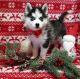Pomsky Puppies for sale in Calgary, AB, Canada. price: NA