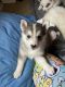 Pomsky Puppies for sale in Liverpool, Salina, NY, USA. price: NA
