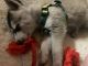 Pomsky Puppies for sale in Gilbert, AZ, USA. price: $500